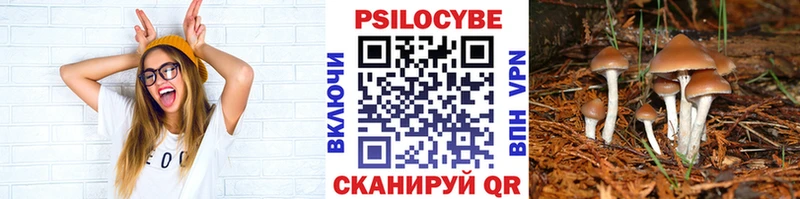Купить Торопец Псилоцибиновые грибы Psilocybine cubensis